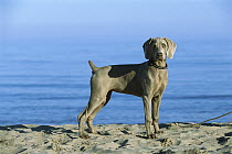 Weimaraner (Canis familiaris) puppy portrait at beach