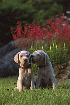 Weimaraner (Canis familiaris) two puppies, one licking the other