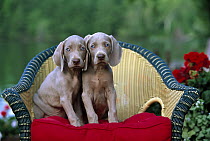 Weimaraner (Canis familiaris) two blue-eyed puppies sitting in wicker chair