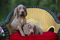 Weimaraner (Canis familiaris) two blue-eyed puppies, one sitting one laying, in wicker chair