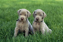 Weimaraner (Canis familiaris) two very young puppies sitting in grass
