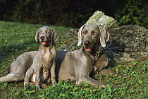 Weimaraner (Canis familiaris) mother and puppy in grass