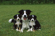 Border Collie (Canis familiaris) mother with two puppies