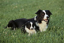 Border Collie (Canis familiaris) mom and puppy laying in grass