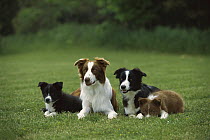 Border Collie (Canis familiaris) two adults and two puppies