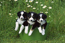 Border Collie (Canis familiaris) three puppies in metal bucket