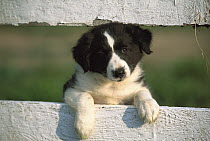 Border Collie (Canis familiaris) puppy looking through fence