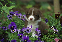 Border Collie (Canis familiaris) puppy playing in purple flowers