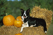 Border Collie (Canis familiaris) adult laying on hay bales with pumpkins