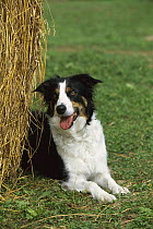 Border Collie (Canis familiaris) laying next to hay bale