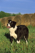 Border Collie (Canis familiaris) standing in grass