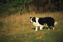 Border Collie (Canis familiaris) in mid-stride, fall