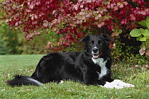 Border Collie (Canis familiaris) adult laying in grass, fall