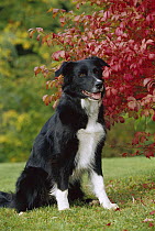 Border Collie (Canis familiaris) adult sitting in grass, fall