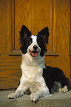Border Collie (Canis familiaris) sitting at front door of house
