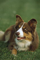 Border Collie (Canis familiaris) portrait laying in grass