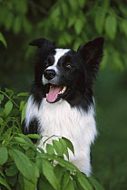 Border Collie (Canis familiaris) adult portrait sitting on lawn