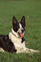 Border Collie (Canis familiaris) adult portrait laying on lawn