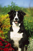 Border Collie (Canis familiaris) adult portrait