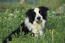Border Collie (Canis familiaris) adult portrait sitting amid wildflowers