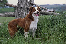 Border Collie (Canis familiaris) adult portrait standing in tall grass