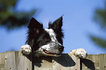 Border Collie (Canis familiaris) adult peering over a fence