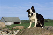 Border Collie (Canis familiaris) adult standing alert on rock