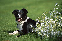 Border Collie (Canis familiaris) adult resting on lawn next to flowers