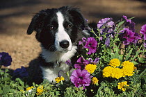 Border Collie (Canis familiaris) portrait of puppy among garden flowers including Petunias and Marigolds
