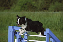 Border Collie (Canis familiaris) adult leaping over jump