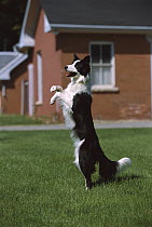 Border Collie (Canis familiaris) adult playing, standing on hind legs