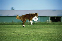 Border Collie (Canis familiaris) leaping in the air to catch a frisbee