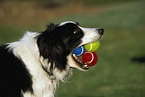 Border Collie (Canis familiaris) adult with three tennis balls in its mouth, waiting to play fetch
