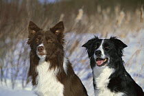 Border Collie (Canis familiaris) two adults, one brown and white and one black and white, sitting together in the snow