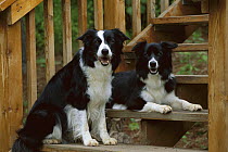 Border Collie (Canis familiaris) two black and white adults resting on deck
