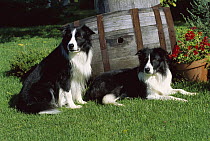 Border Collie (Canis familiaris) two black and white adults resting on lawn