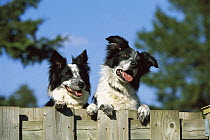 Border Collie (Canis familiaris) two black and white adults peering over the top of a fence