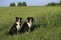 Border Collie (Canis familiaris) portrait of two black and white adults sitting in green meadow