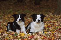 Border Collie (Canis familiaris) portrait of two black and white adults resting on fallen autumn leaves