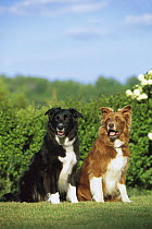 Border Collie (Canis familiaris) two adults, one tan and white and the other black and white, sitting together