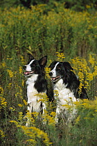 Border Collie (Canis familiaris) two black and white adults sitting together among yellow flowers