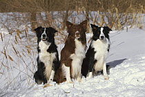 Border Collie (Canis familiaris) three adults sitting together in the snow