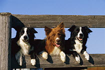 Border Collie (Canis familiaris) three adults peering through a fence