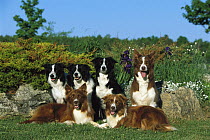 Border Collie (Canis familiaris) portrait of six adults