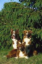 Red Border Collies (Canis familiaris) portrait of three adults