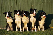 Border Collie (Canis familiaris) five adults sitting in a row