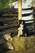 Border Collie (Canis familiaris) sitting on straw bale at a farm with sheep