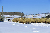 Border Collie (Canis familiaris) herding sheep in the snow