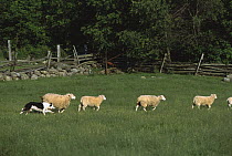 Border Collie (Canis familiaris) herding sheep in pasture