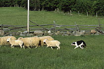 Border Collie (Canis familiaris) herding sheep in pasture